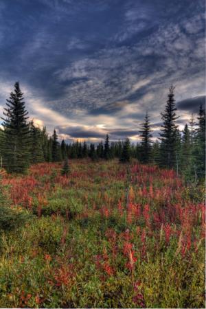 Fireweed, trees, and clouds