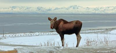 Moose near the water