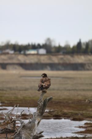 Eagle and Kenai Bluffs