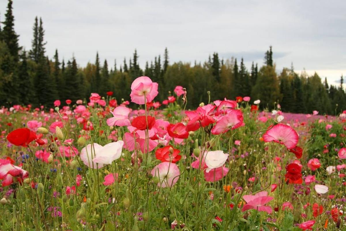 Field Of Flowers Kenai Alaska